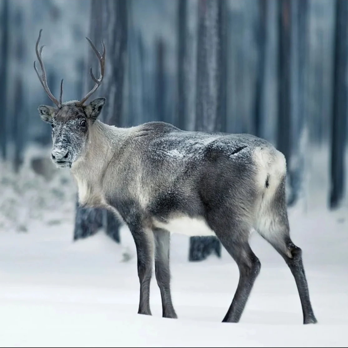 Reno en un bosque nevado