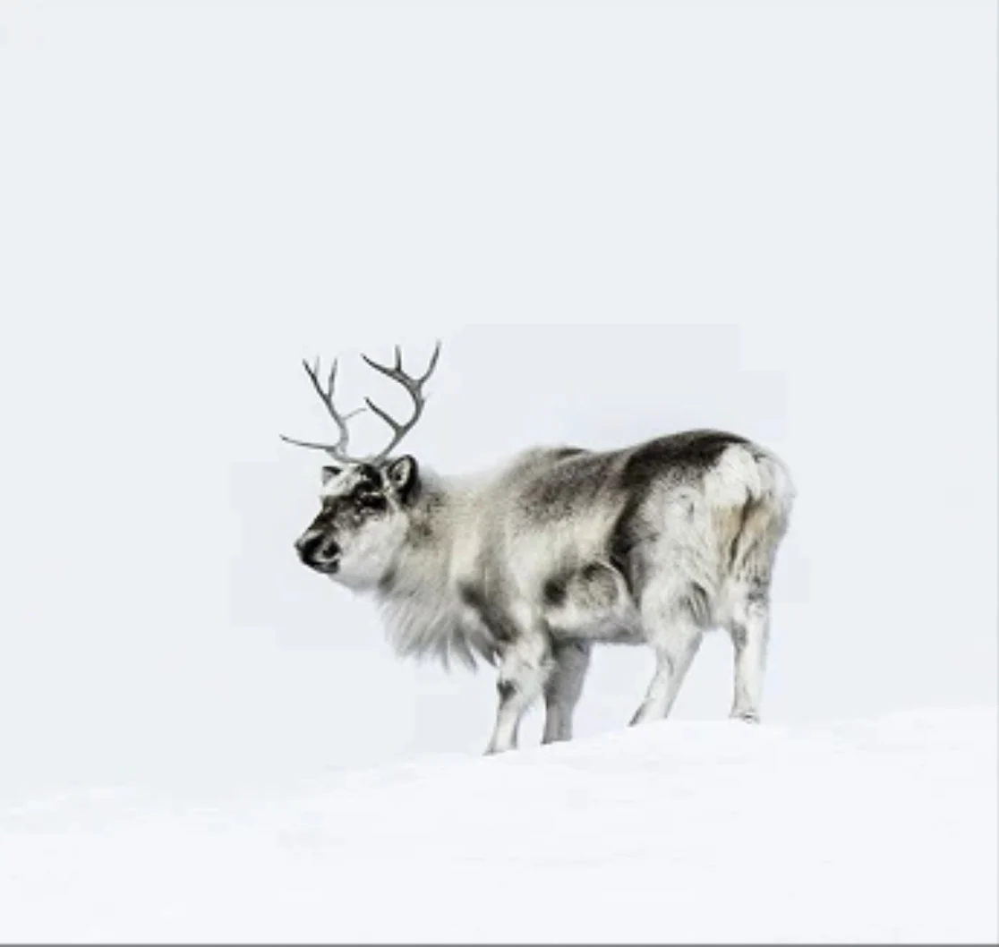 Reno en la nieve